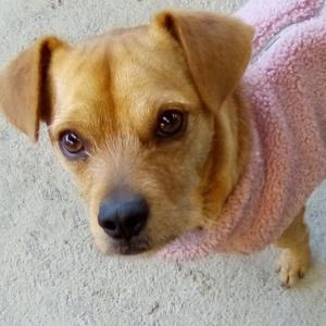 Bruno, Terrier, adult, available for adoption