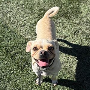 Edgar, Chihuahua, adult, available for adoption