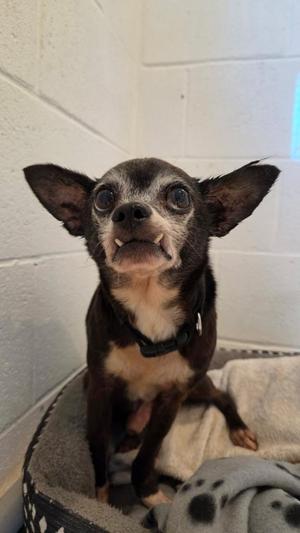 Pesto, Chihuahua, senior, available for adoption
