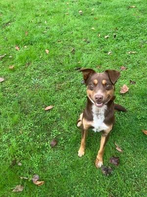 Almond Joy, Collie / Mixed Breed, adult, available for adoption