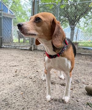 Belle, Beagle, adult, available for adoption