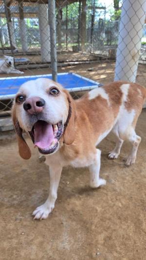 A brown and white beagle dog with floppy ears and a happy expression, standing on a dirt ground in an outdoor enclosure.