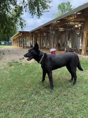 Ellie, Mixed Breed, adult, available for adoption