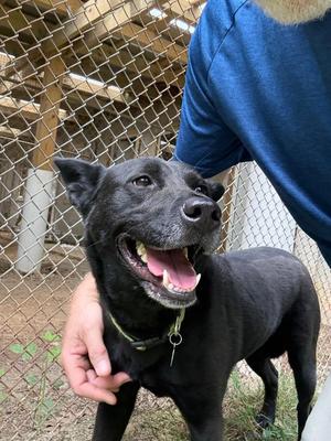 Ellie, Mixed Breed, adult, available for adoption