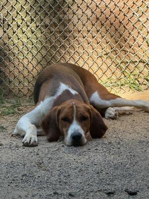 Cooper, Hound, adult, available for adoption