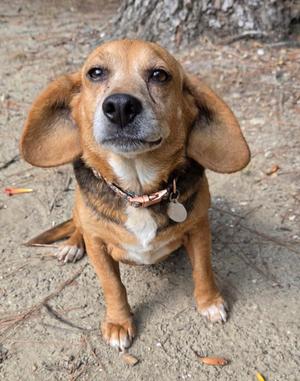 Pippy, Beagle, adult, available for adoption