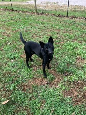 Licorice, Mixed Breed, adult, available for adoption