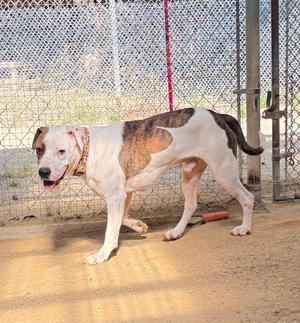Flynn, Labrador Retriever / Mixed Breed, adult, available for adoption