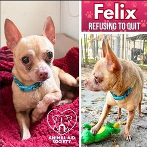 Felix, Chihuahua, senior, available for adoption