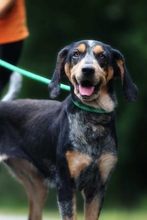 Bramble, Coonhound, adult, available for adoption