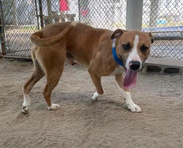 Haverly, Boxer / Hound, adult, available for adoption