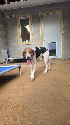 A brown, black, and white dog with long ears and a pink tongue sticking out, walking on a dirt ground in front of a building with a door and a window.