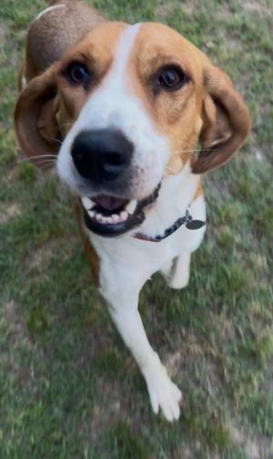 Apollo, Hound, adult, available for adoption
