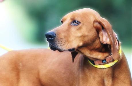 Dewberry, Redbone Coonhound, adult, available for adoption