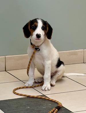 Pineapple, Treeing Walker Coonhound, puppy, available for adoption