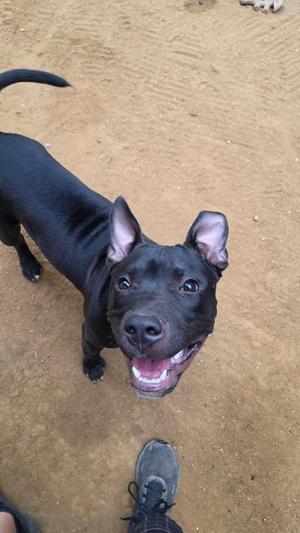 Lefty, Mixed Breed, puppy, available for adoption