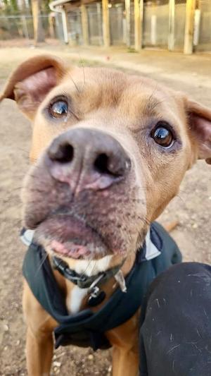 Maple, Mixed Breed, adult, available for adoption