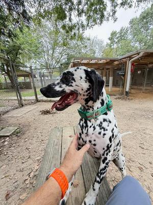 Bolt, Dalmatian, young, available for adoption
