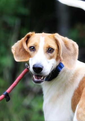 Promise, Hound, young, available for adoption