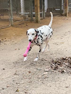 A Dalmatian dog running on a dirt path with a pink toy in its mouth.