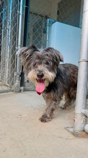 Molly, Yorkshire Terrier, senior, available for adoption