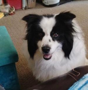 Lady, Border Collie / Great Pyrenees, senior, available for adoption
