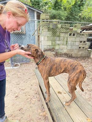 A woman in a purple shirt is feeding a brindle-colored dog on a wooden platform. The dog is standing on the platform and the woman is holding food in her hand, offering it to the dog. The background shows a fenced area with a small building and some greenery.