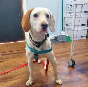 Lucas, Hound, adult, available for adoption