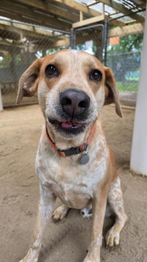 A close-up portrait of a tan and white speckled dog with a goofy expression wearing an orange collar in an outdoor, fenced enclosure.