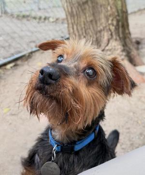 Mikey, Yorkshire Terrier, senior, available for adoption