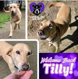 Matilda, Labrador Retriever / Hound, senior, available for adoption