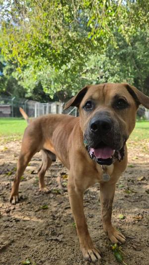 Luka, Labrador Retriever / Mixed Breed, adult, available for adoption