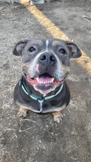 A happy pit bull looking up at the camera, with its mouth open and tongue visible.