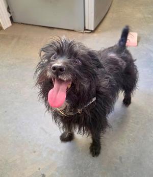 Ghost, Affenpinscher, adult, available for adoption