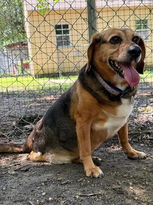 Melinda, Beagle, senior, available for adoption