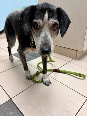 Yoda, Mixed Breed, senior, available for adoption