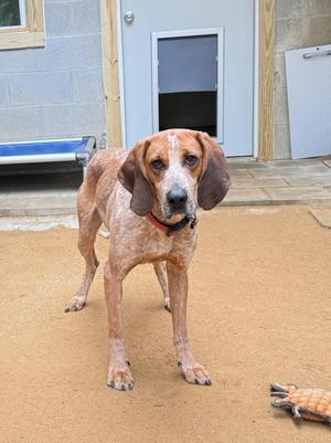 Redford, Hound, young, available for adoption