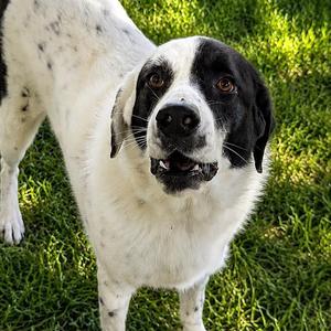 Panda, Great Pyrenees, adult, available for adoption