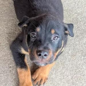 Drake, Australian Kelpie / Rottweiler, young, available for adoption