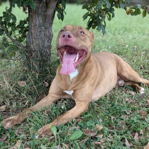 Joey, Pit Bull Terrier / Terrier, adult, available for adoption