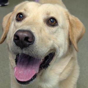 A close-up of a happy yellow Labrador Retriever with its mouth open and tongue out.
