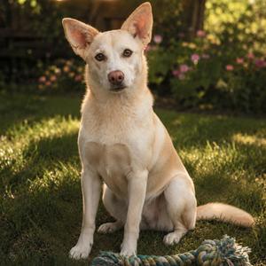 Luna, Labrador Retriever / Husky, young, available for adoption