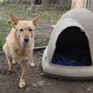 Lucy, Australian Cattle Dog / Blue Heeler / Australian Shepherd, adult, available for adoption