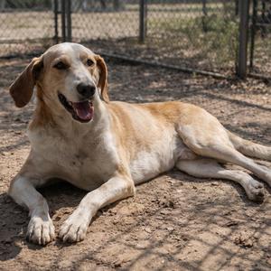 A light-colored dog with floppy ears lying on the ground, its mouth open in a happy expression.