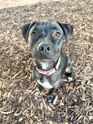 A black dog with a pink collar sitting on a bed of wood chips, looking up at the camera.