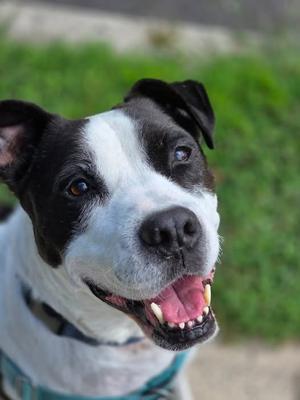 Jett, American Staffordshire Terrier, adult, available for adoption