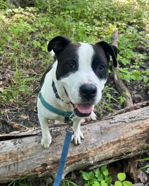 Jett, American Staffordshire Terrier, adult, available for adoption