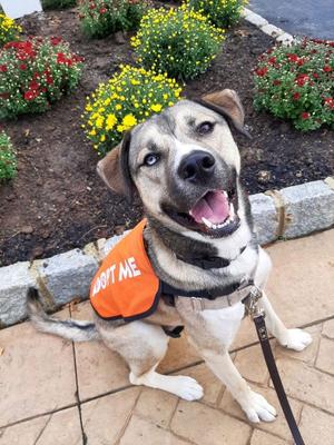 Cargo, Shepherd / Husky, adult, available for adoption