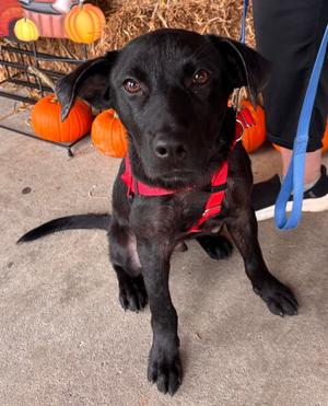 Merv, Labrador Retriever / American Staffordshire Terrier, puppy, available for adoption