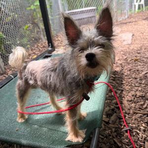 Keith, Yorkshire Terrier Yorkie, adult, available for adoption